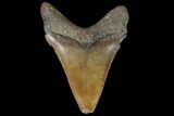 Chubutensis Tooth From Virgina - Megalodon Ancestor #97674-1